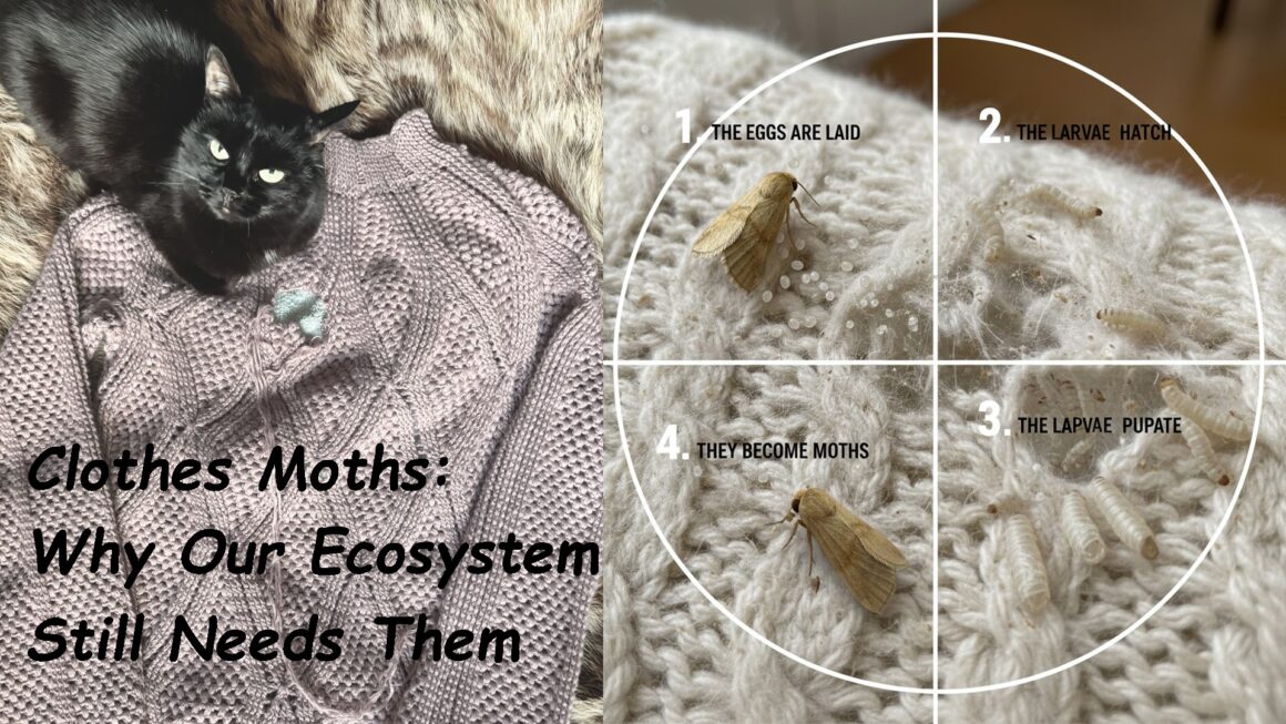 Clothes Moths: Why Our Ecosystem Still Needs Them