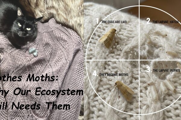 Clothes Moths: Why Our Ecosystem Still Needs Them
